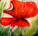 Detaliu de aproape cu petalele unui mac rosu din tabloul Red poppies