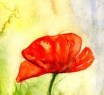 Detaliu din tabloul Maci Red poppies, un mac rosu pe fundal galben-verzui